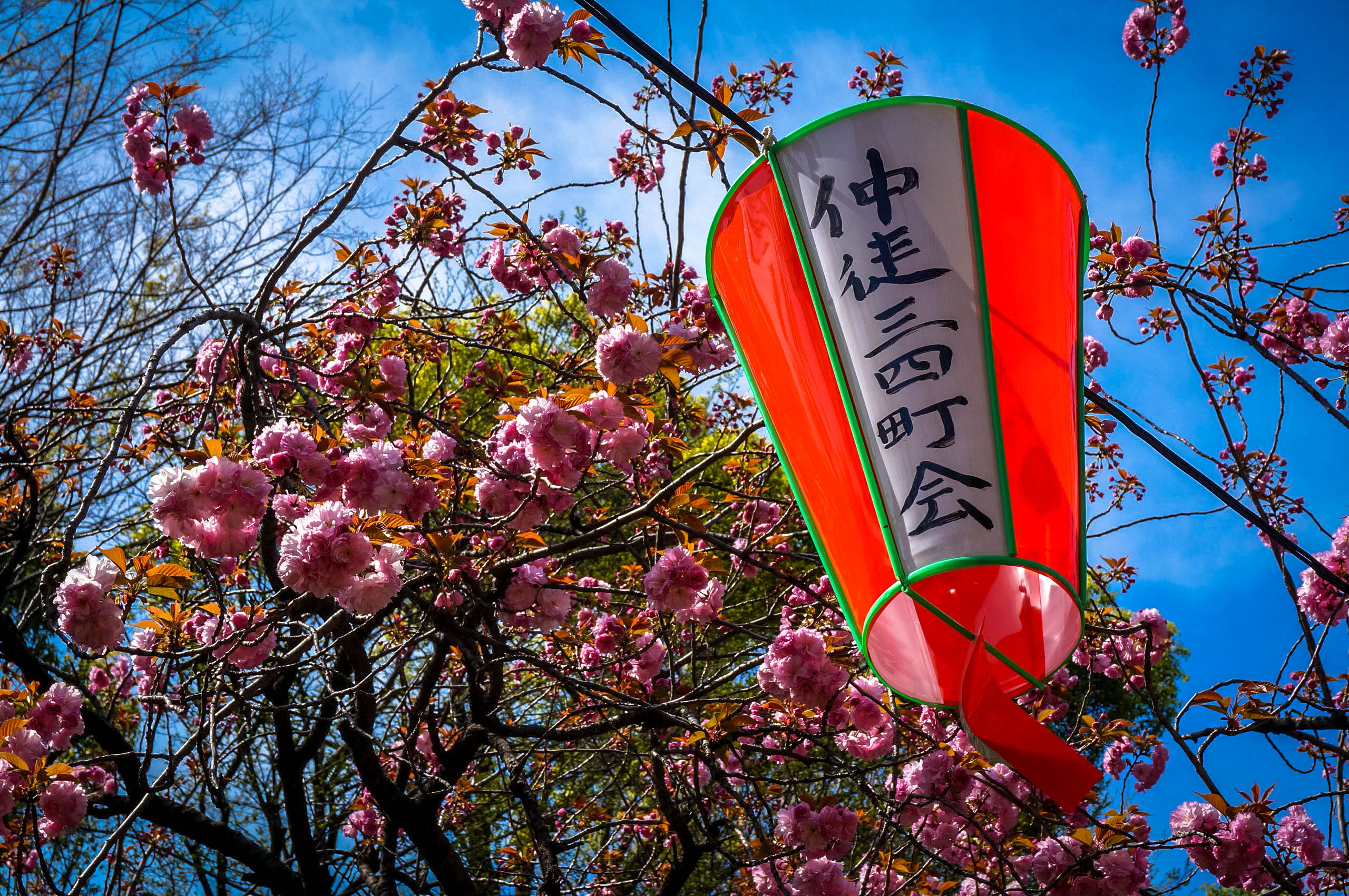 Cherry Blossoms Blooming in the Spring Time