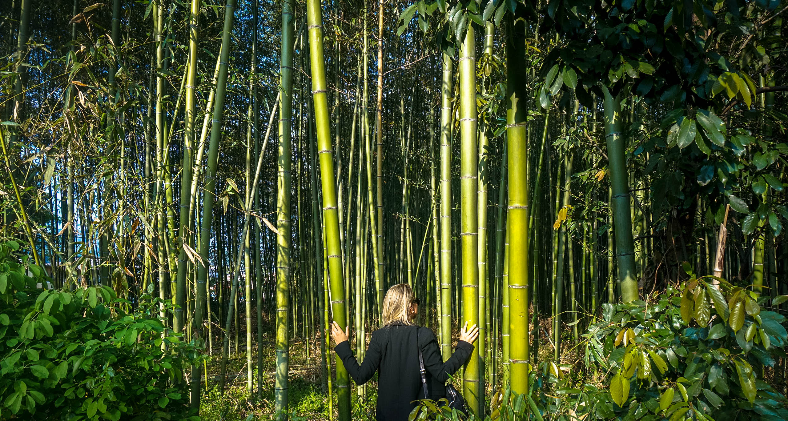 Getting Lost in the Bamboo Forest
