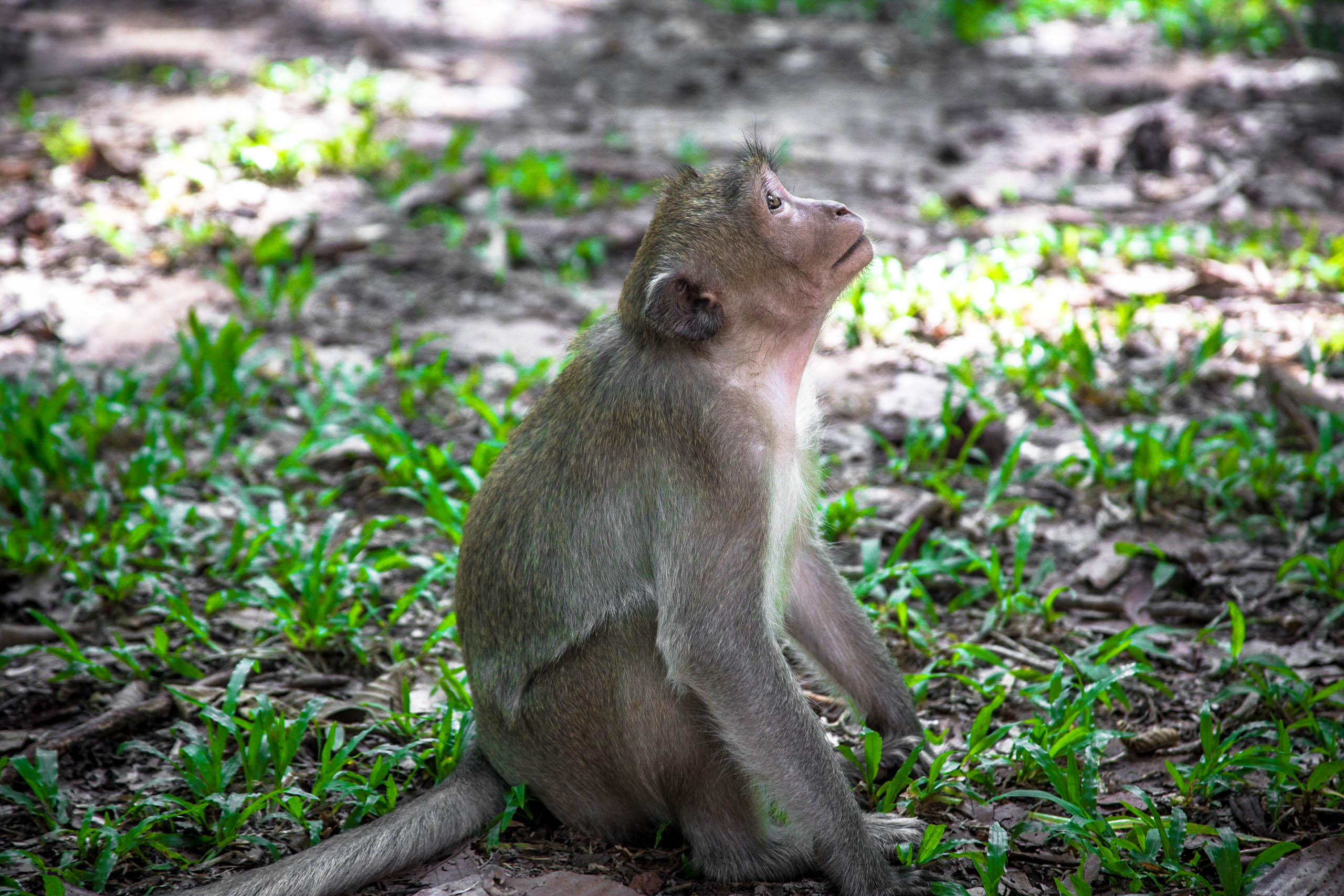 Inquisitive Little Guy