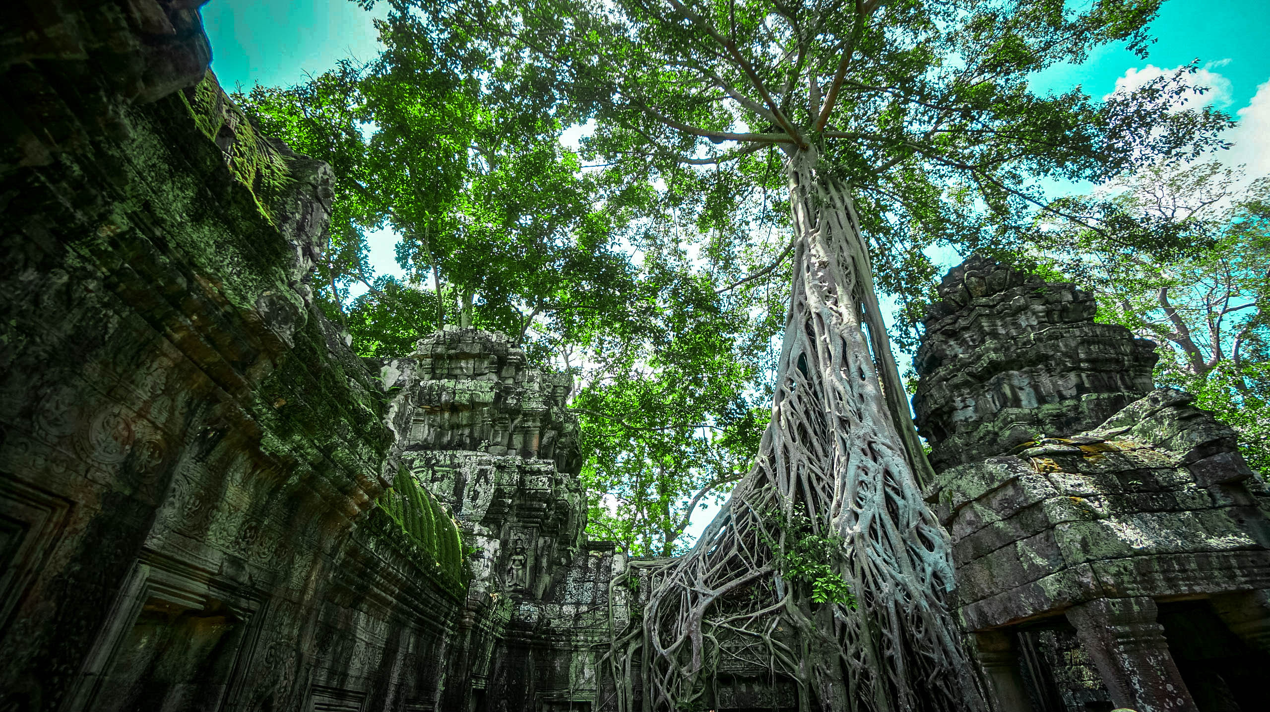 Overgrowth in Ta Promh