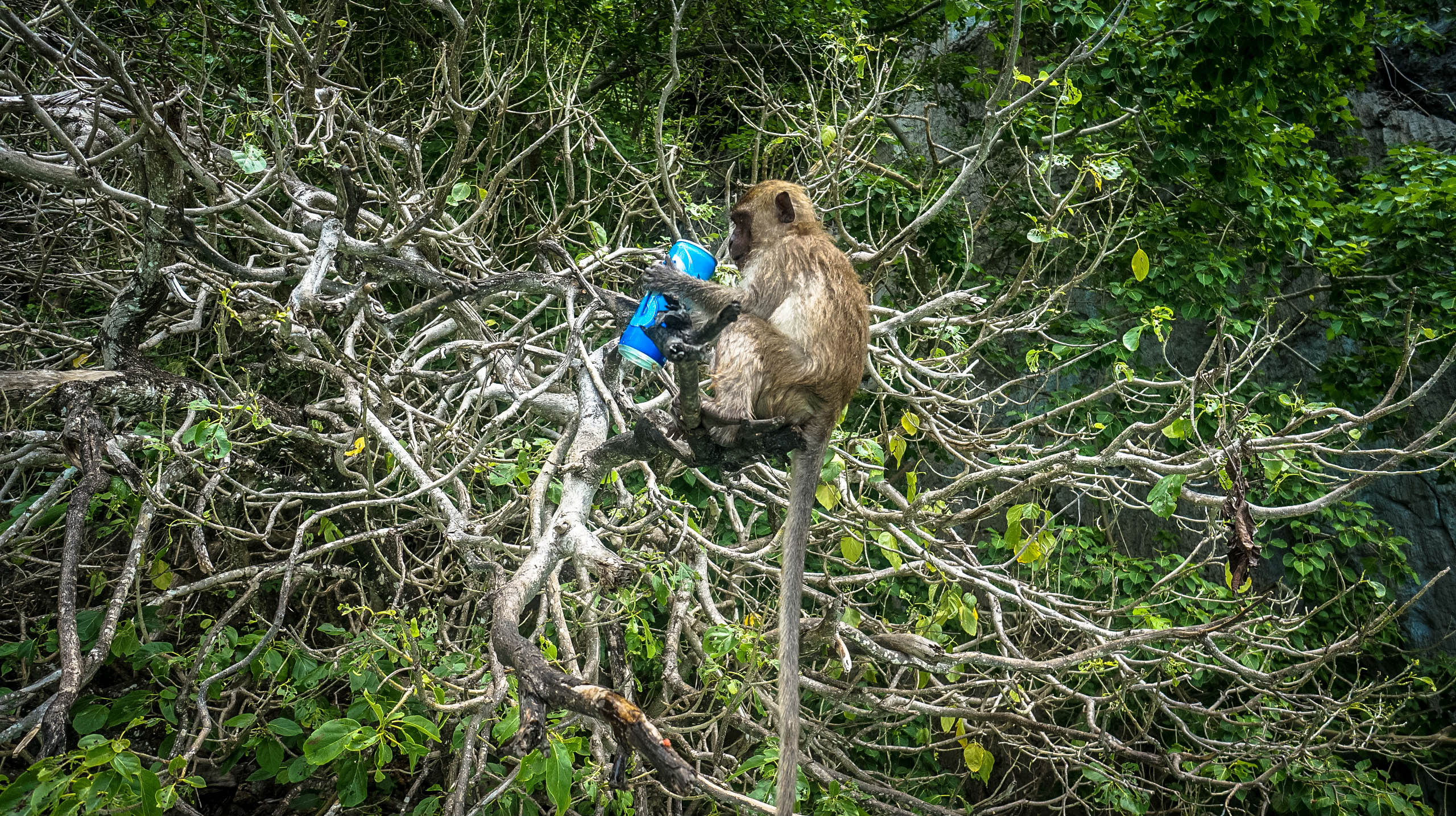 Lounging Monkey